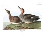 Gadwall